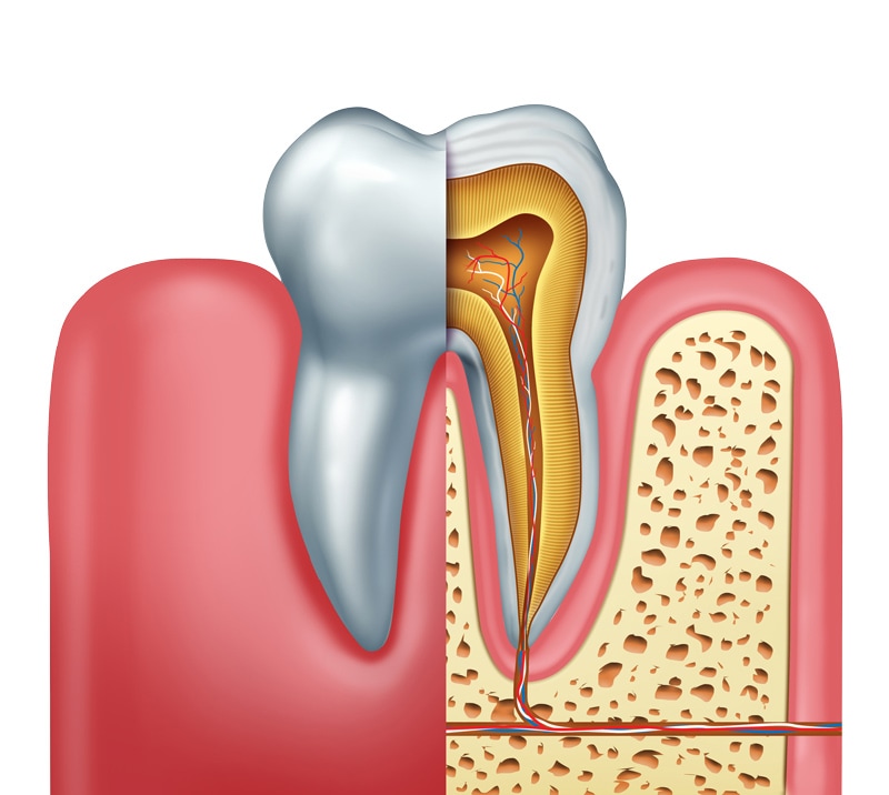Diagrama de corte transversal do dente