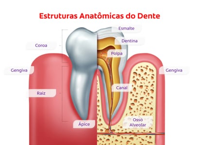 estruturas anatômicas do dente