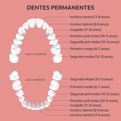 dentes permanentes